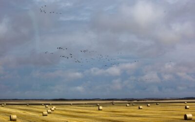 Stress, zwangerschap en gelukkig zijn